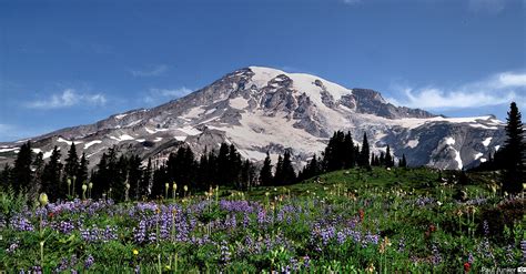 mt rainier webcams|Webcams